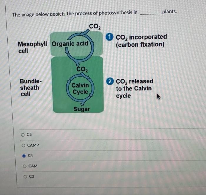 Solved The Image Below Depicts The Process Of Photosynthesis | Chegg.com