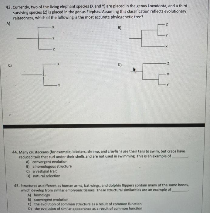 Solved 43. Currently, two of the living elephant species (X | Chegg.com