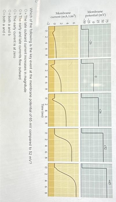 Solved Which of the following occurs at a membrane potential | Chegg.com