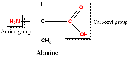 amino group and carboxyl group