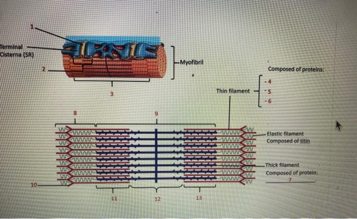 Solved Terminal Cisterna (SR) -Myofibril 2 Composed of | Chegg.com