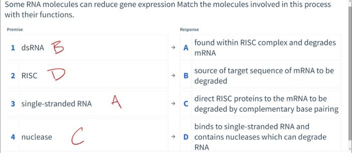 Solved Some RNA molecules can reduce gene expression Match | Chegg.com