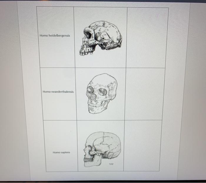 Page of 3 Features . . Cranium/brain size | Chegg.com