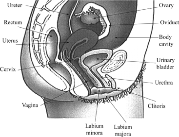 Black Pussy Diagram - Definition of Primary And Secondary Sex Organs | Chegg.com