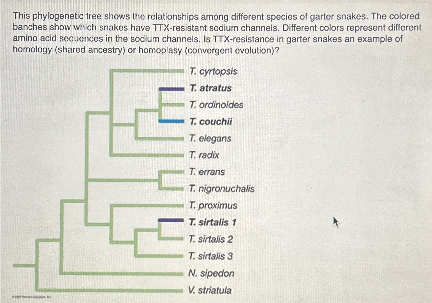 Solved This phylogenetic tree shows the relationships among | Chegg.com