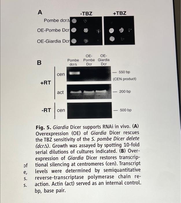 Fig. 1. Giardia encodes an active Dicer enzyme. (A)