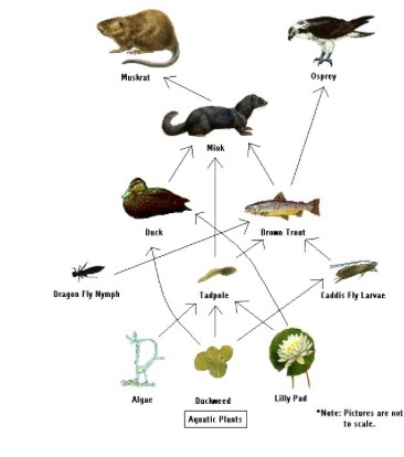 Below is an imaginary food web. Answer the questions | Chegg.com