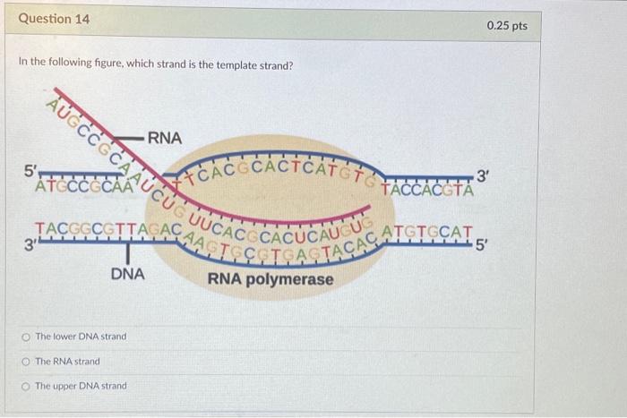 In the following figure, which strand is the template | Chegg.com