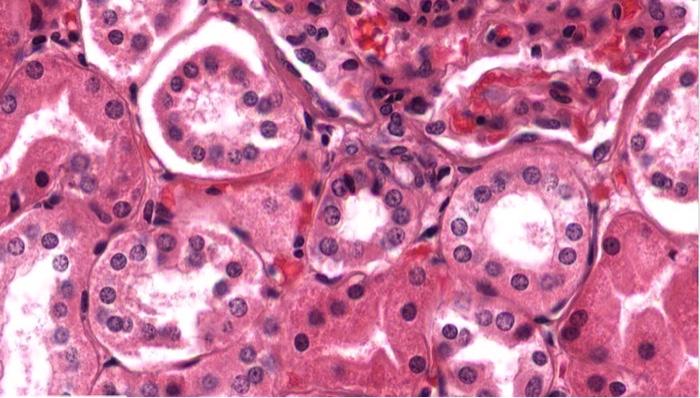 simple cuboidal epithelium apical surface