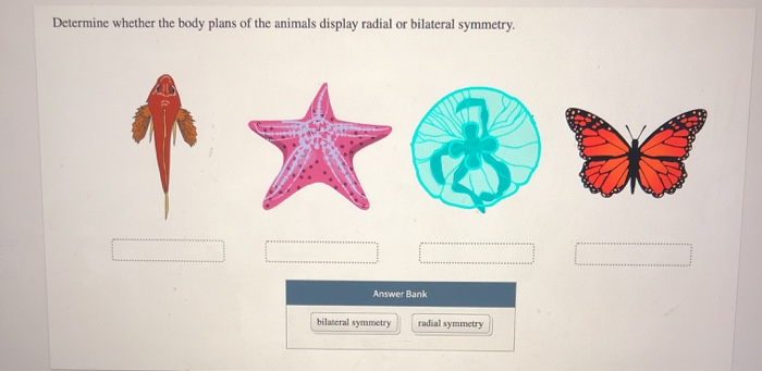 Solved Determine whether the body plans of the animals 