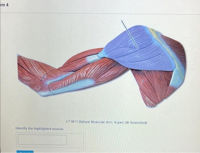 em 4
Identify the highlighted muscle.
LT-M11 Deluxe Muscular Arm, 6-part.3B Scientifice