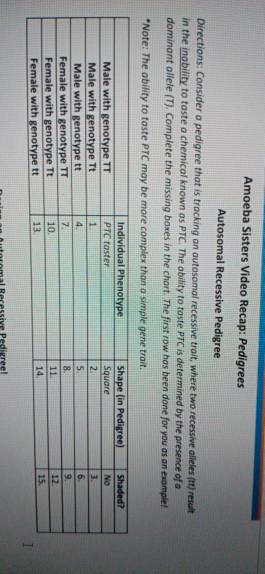 Amoeba Sisters Alleles And Genes Worksheet Answer Key - Alleles And