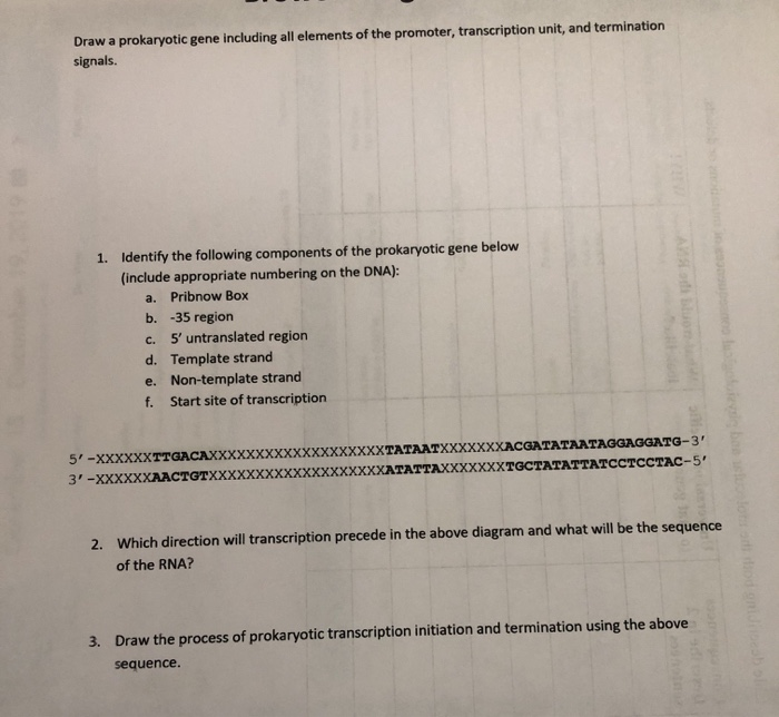 Solved Draw a prokaryotic gene including all elements of the | Chegg.com