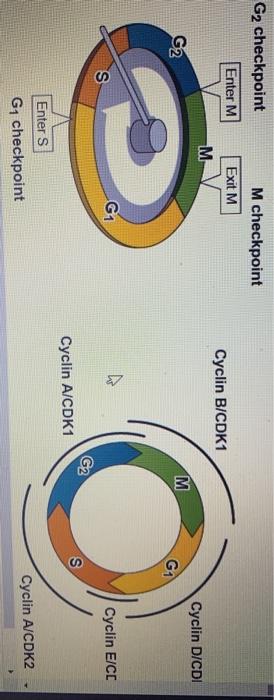 Solved Cyclins are proteins that bind to specific kinases | Chegg.com