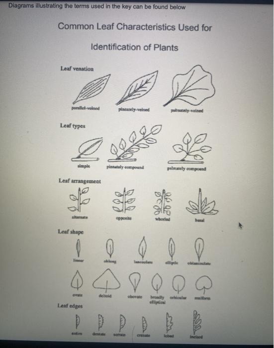 Solved LAB WORKSHEET A: INDENTED DICHOTOMOUS KEY AND CPP | Chegg.com
