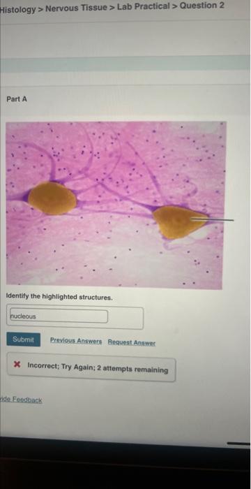 Solved Histology > Nervous Tissue > Lab Practical > Question | Chegg.com