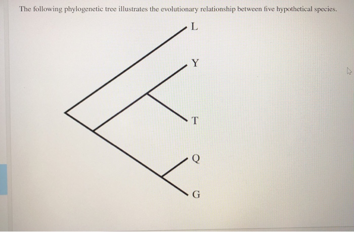 Solved The Following Phylogenetic Tree Illustrates The | Chegg.com