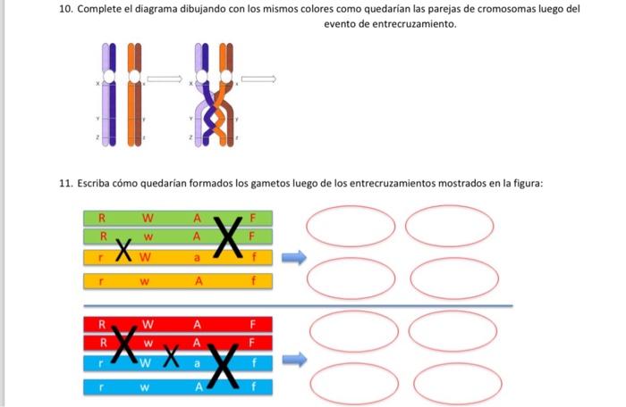 10. Complete el diagrama dibujando con los mismos colores como quedarian las parejas de cromosomas luego del evento de entrec