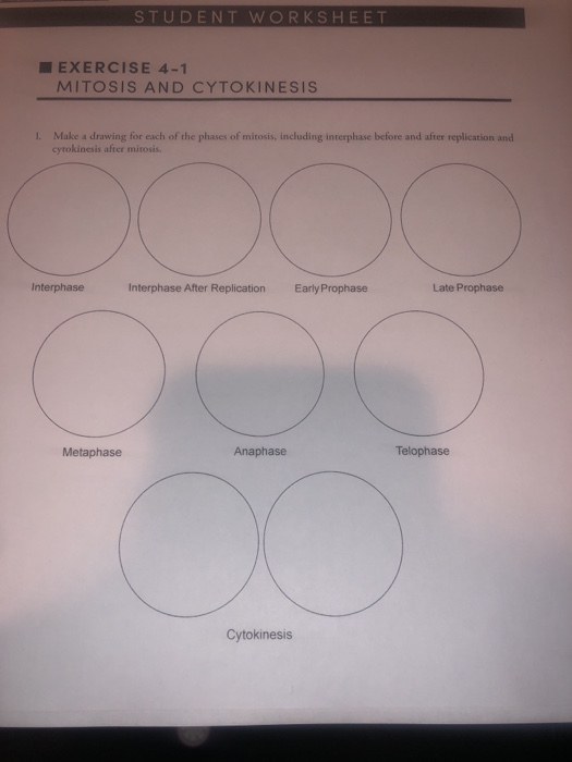 Solved Make A Drawing For Each Of The Phases Of Mitosis Chegg Com