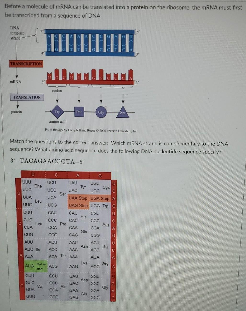 Solved Before a molecule of mRNA can be translated into a | Chegg.com