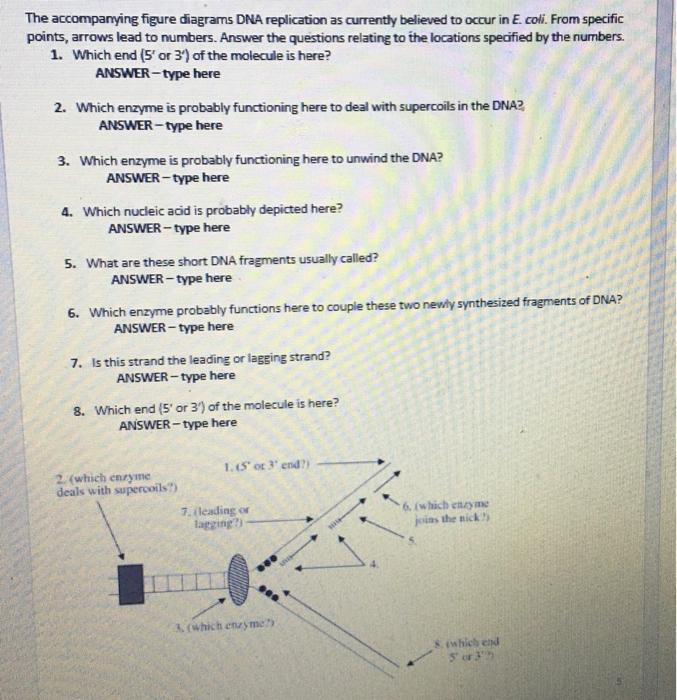 Solved Question 4: DNA replication (4 marks) The | Chegg.com