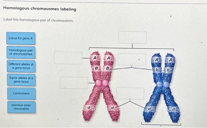 Solved Homologous chromosomes labeling Label this homologous | Chegg