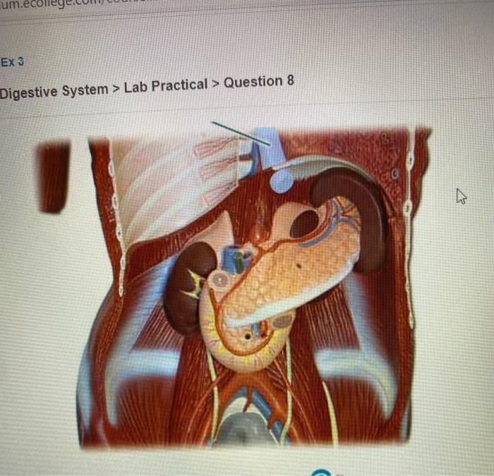 Solved Ex 3 Digestive System > Lab Practical > Question 8 | Chegg.com
