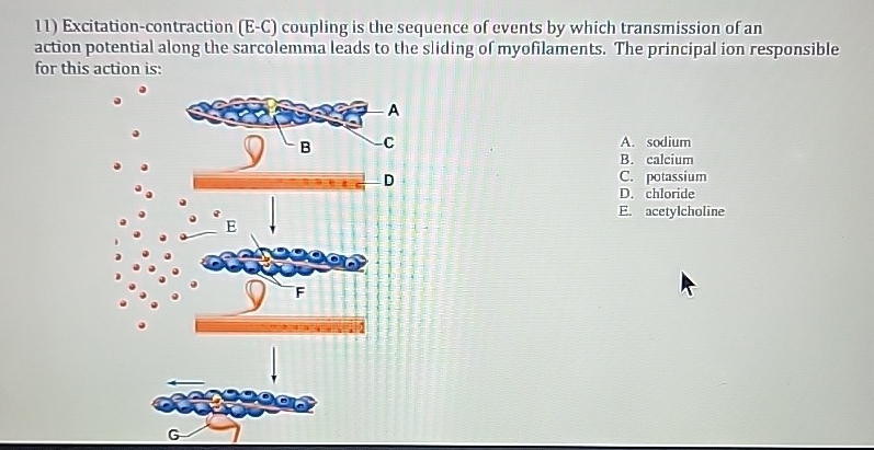 Solved Excitation-contraction (E-C) ﻿coupling is the | Chegg.com