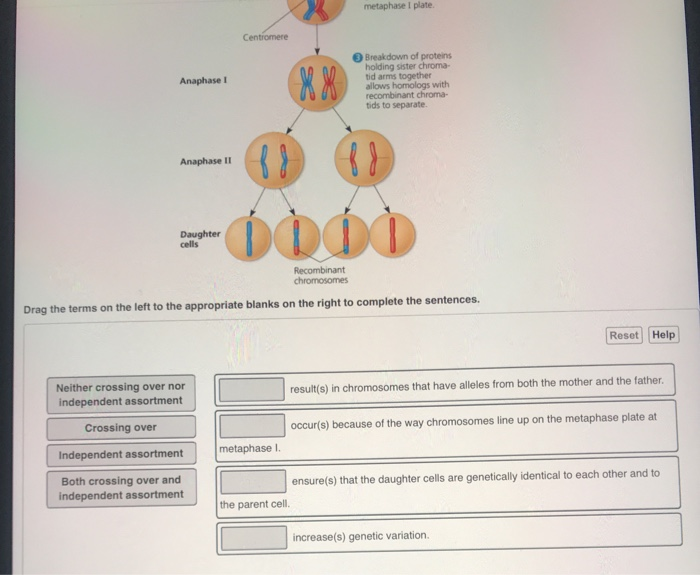 Solved metaphase I plate Centromere Anaphase 1 Breakdown of | Chegg.com