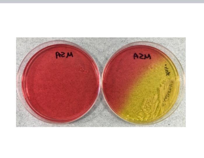 Solved Identification Scheme for Selected Gram Negative | Chegg.com