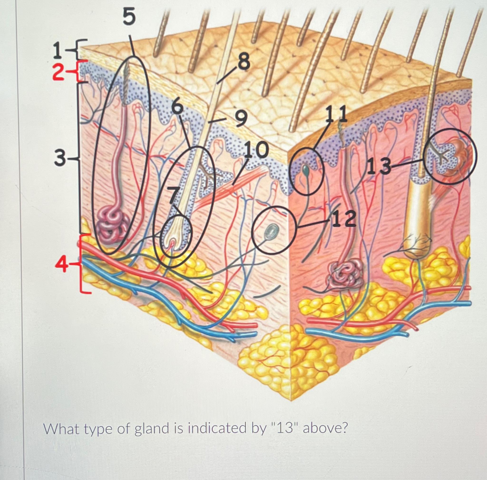 Solved What type of gland is indicated by "13" ﻿above?