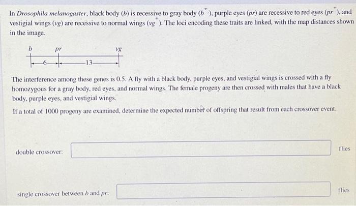 Solved In Drosophila Melanogaster, Black Body (b) Is | Chegg.com