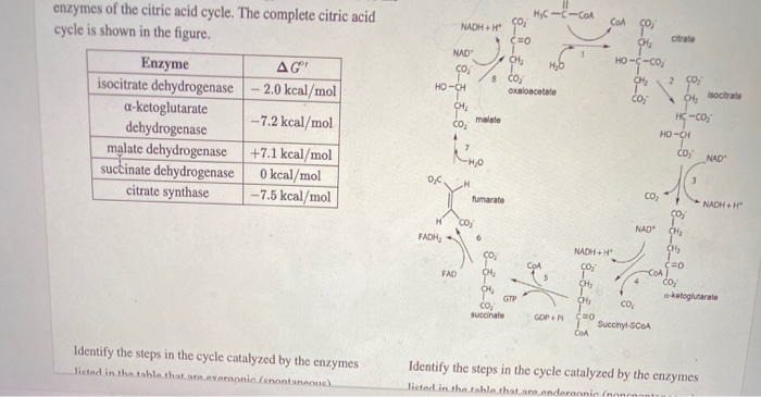 Solved Enzymes Of The Citric Acid Cycle The Complete Cit Chegg Com