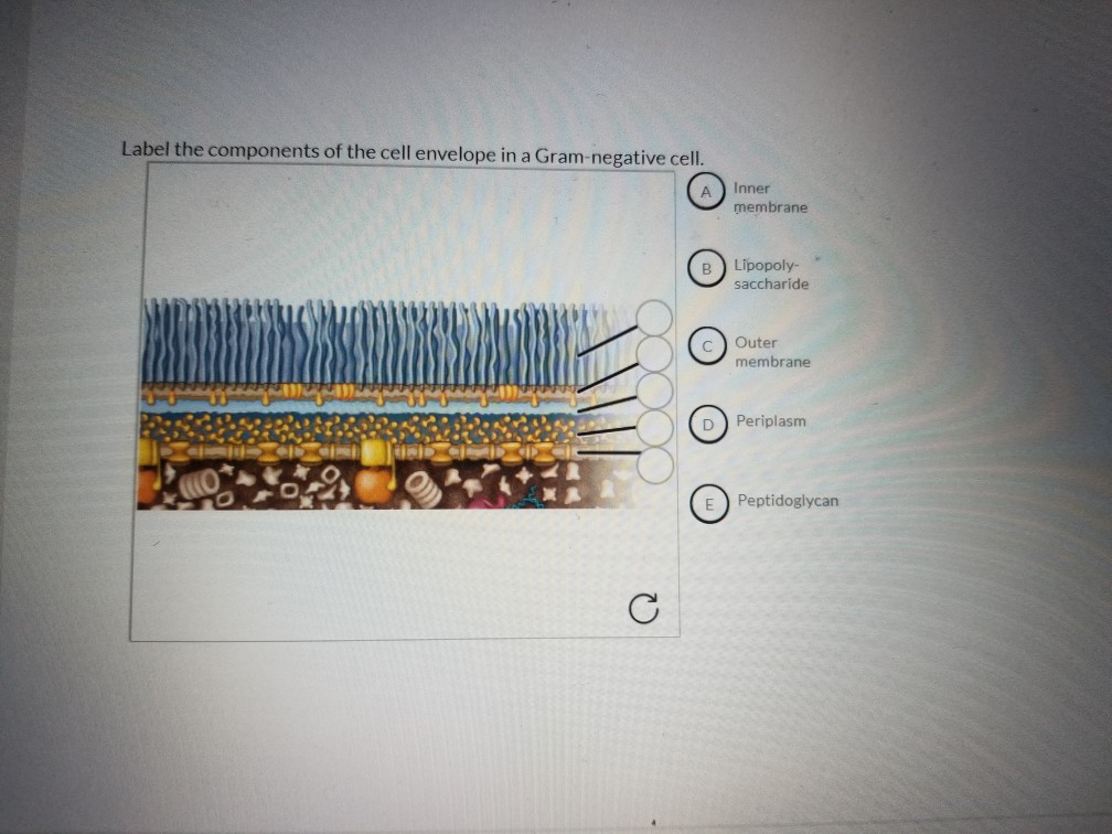 Solved Label the components of the cell envelope in a