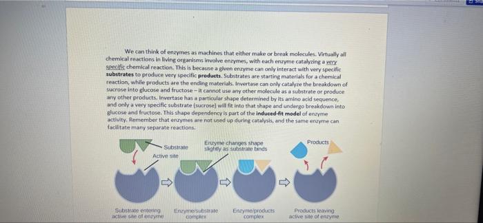 Enzymes Responsibilities Complete the experiment as | Chegg.com