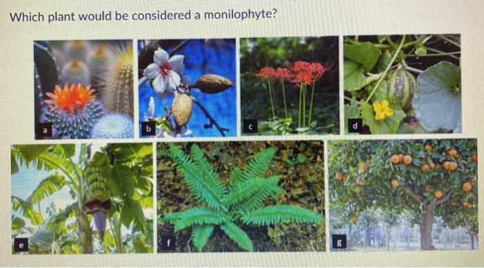 Solved Which plant would be considered a monilophyte? b | Chegg.com