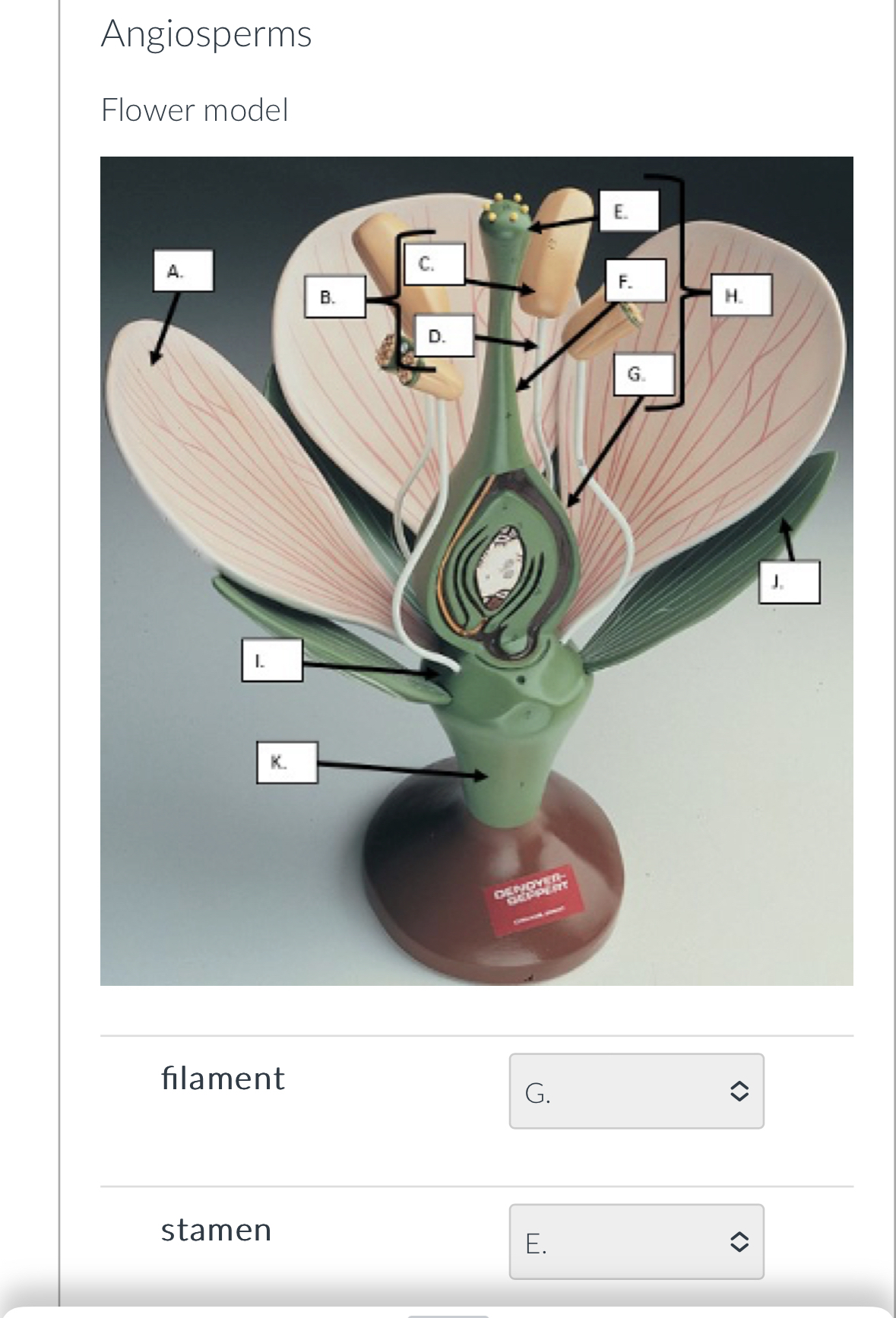 AngiospermsFlower modelfilamentstamen | Chegg.com