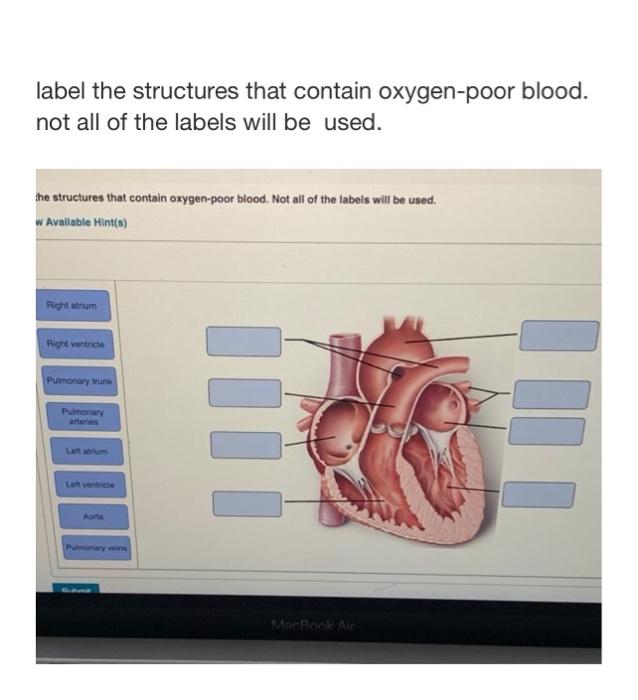 solved-label-the-structures-that-contain-oxygen-poor-blood-chegg