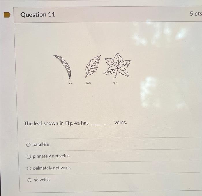 Solved The leaf shown in Fig. 4 a has veins. parallele | Chegg.com