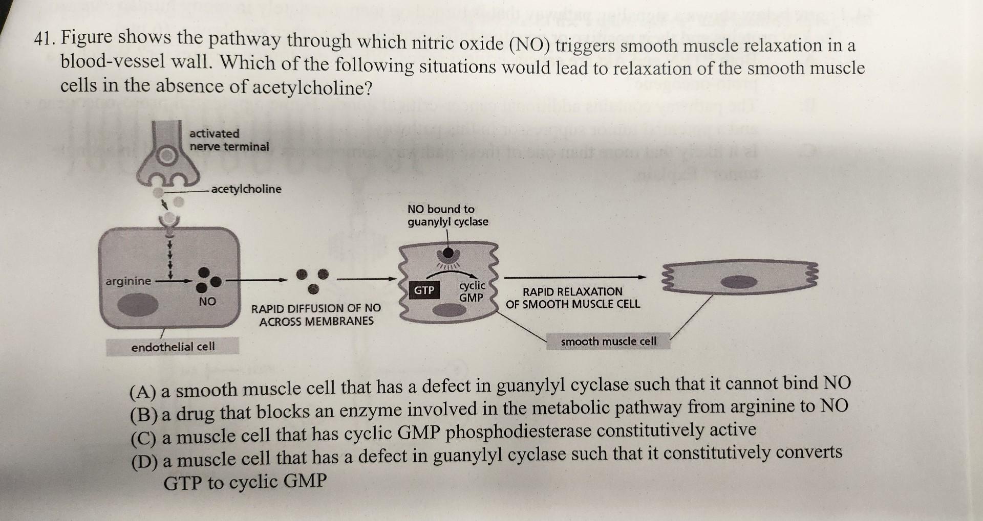 Solved 41. Figure shows the pathway through which nitric | Chegg.com