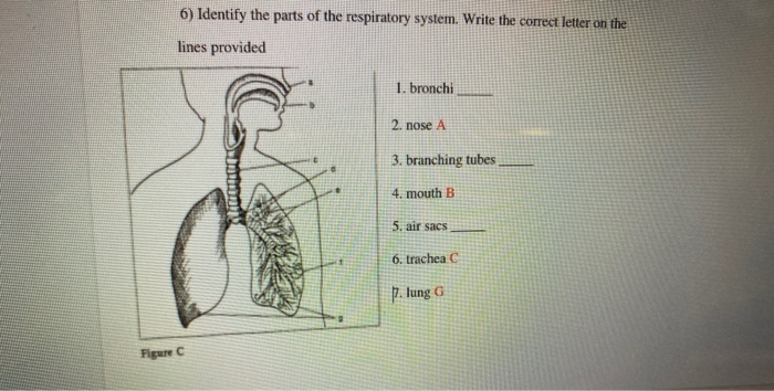 Solved 6) Identify the parts of the respiratory system. | Chegg.com