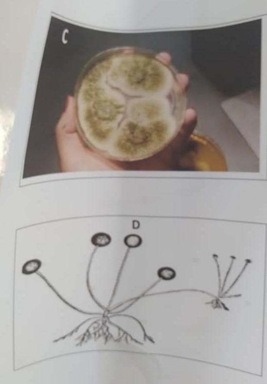 Solved Specimen C 1. Identify specimen C macroscopically 2.