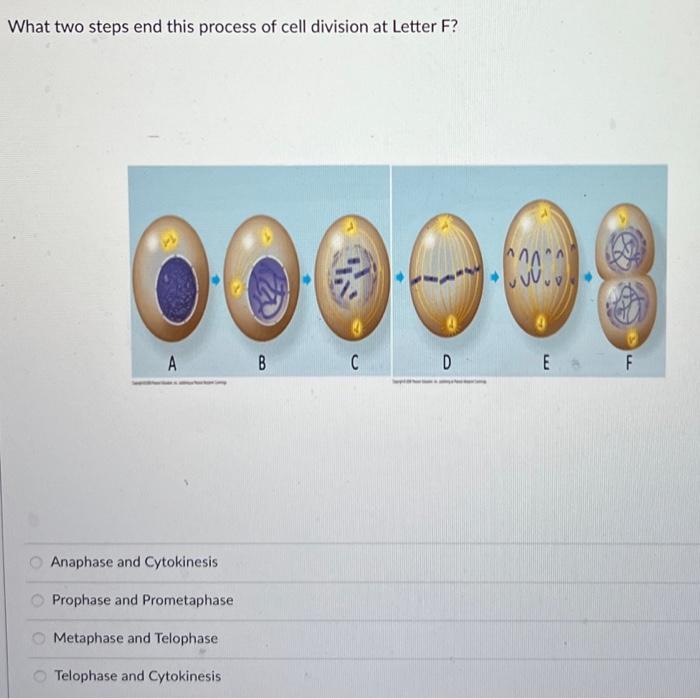 Solved What two steps end this process of cell division at | Chegg.com