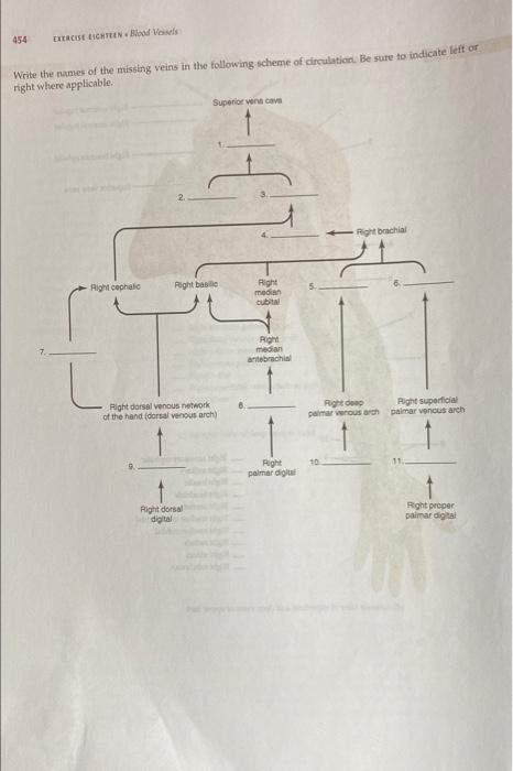 Solved Excuse Lichten. Blood Vessels Write The Names Of The 