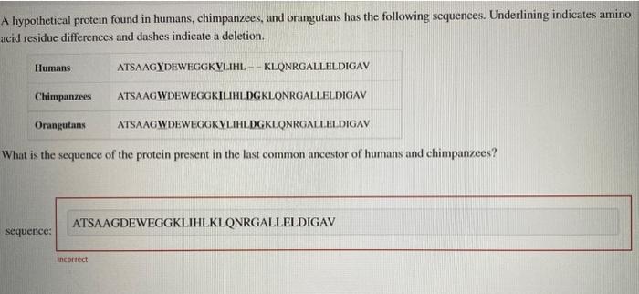 Solved A hypothetical protein found in humans, chimpanzees, | Chegg.com