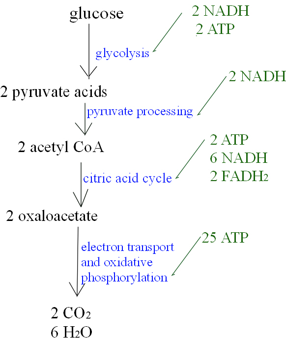 Glycolysis Flow Chart