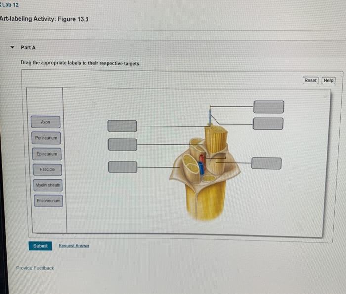Solved Lab 12 Art-labeling Activity: Figure 13.3 Part A Drag | Chegg.com