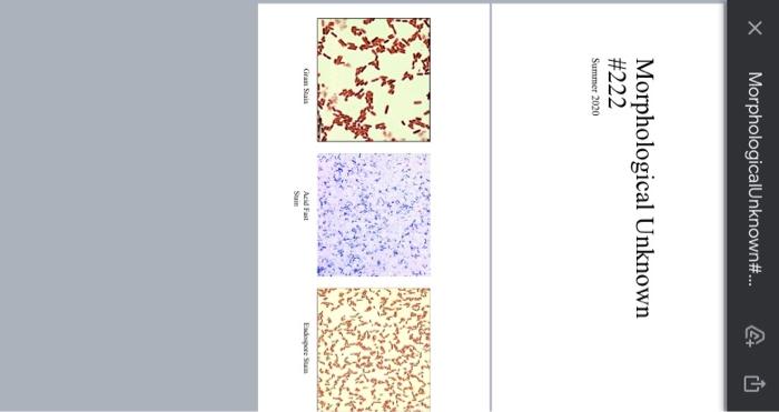 Solved Question 1. Gram Stain Reaction ___________ | Chegg.com