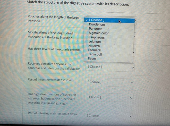 Solved Match the structure of the digestive system with its | Chegg.com