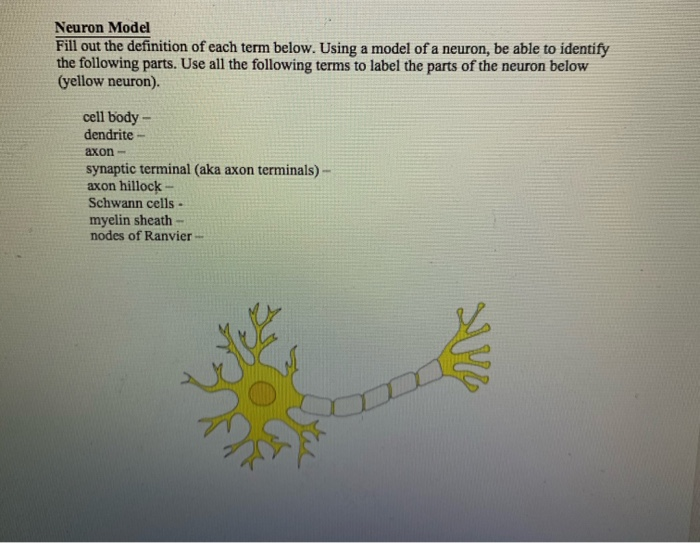 Solved Neuron Model Fill Out The Definition Of Each Term Chegg Com